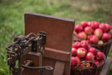 Old, big scales for weighing of red apples in orchard. 