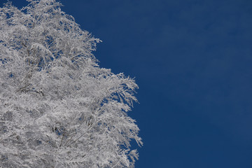 Winter  background. Snow on the tree with sky background.