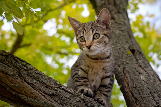 A tabby kitten plays up in a tree, pretending to hunt and watching for anything moving