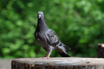 Pigeon in the spring forest on a stump of tree