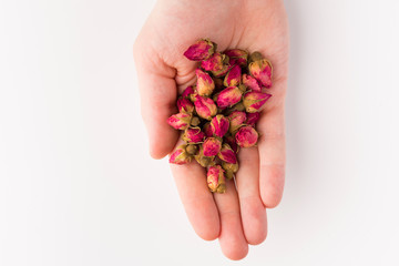 tea rose buds on the palm  isolated on white background, top view