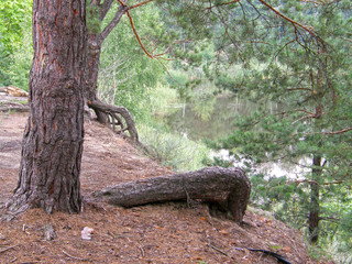 Obraz premium tree in the forest