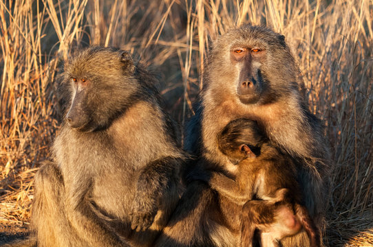 Chacma baboon family 