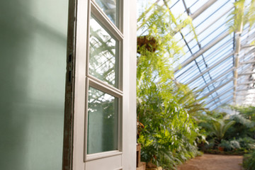 View to the green wall, door and blurred greenhouse with various ferns, palms and other tropical plants in sunny day, horizontal. Greenhouse in St. Petersburg with evergreen plants