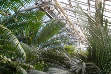 Fototapeta na wymiar Greenhouse with various palms in sunny day, horizontal. Exotic tropical evergreen plants in botanic garden, glass roof on background