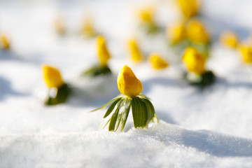 Spring blooming yellow flowers Primroses appeared from under the snow after a sudden snowfall in sunny day, selective soft focus. Changing seasons in nature, early spring, mood concept. 