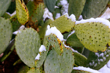 Desert Cacti covered in snow during a rare winter storm in Tucson AZ
