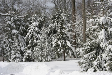 snow covered pine trees