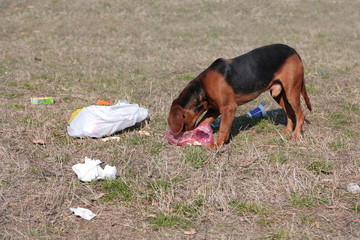 homeless dog eating food in the garbage