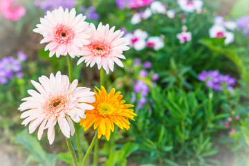 Soft pink and yellow hybrid Gerbera or Barberton daisy flowers (Gerbera jamesonii hybrida) on the flowerbed. Gerbera jamesonii, also known as Barberton daisy, Transvaal daisy, Barbertonse madeliefie.