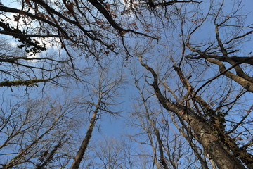 Fototapeta premium Bosco in inverno