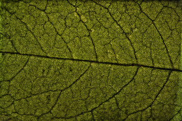 tree leaf macrostructure, dry tree leaf detail