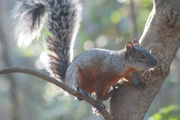 Ardilla esperando saltar