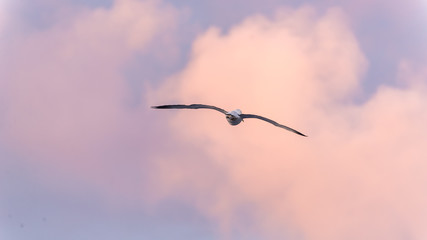 seagull in the sky