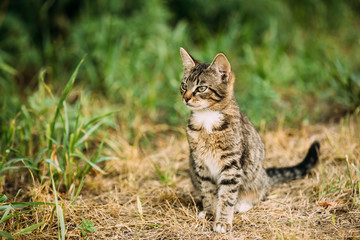 Cute Tabby Gray Cat Kitten Sitting In Grass Outdoor