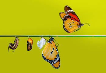 Fototapeta na wymiar A farm for butterflies, pupae and cocoons are suspended. Concept transformation of Butterfly