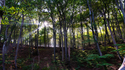 sunbeams through trees in the forest