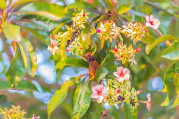 Beautiful pink jelutong flower (Dyera costulata) on tree. Dyera costulata or jelutong is a species...