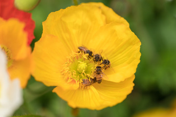 Many bees on a Yellow Poppy