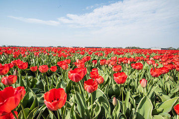 Tulip flower stripes in colours of red, yellow, orange and purple during the high flowering season in the Northern province region of Netherlands in April 2018 