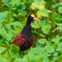 Northern Jacana, Jacana spinosa, small bird with a yellow beak, in the lagoon of Tortuguero
