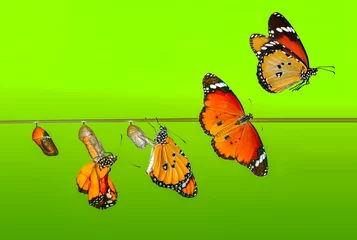 Fototapete Schmetterling Eine Farm für Schmetterlinge, Puppen und Kokons wird eingestellt. Konzepttransformation von Butterfly  © blackdiamond67