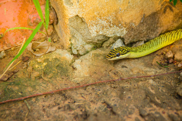 Cute golden tree snake (Chrysopelea ornata) is slithering on ground. Chrysopelea ornata is also known as golden tree snake, ornate flying snake, golden flying snake, found in Southeast Asia.