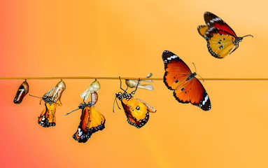 A farm for butterflies, pupae and cocoons are suspended. Concept transformation of Butterfly