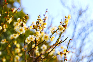 【日本の春】八重梅の花（白梅）