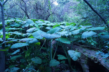 Paisaje en la pastora 2