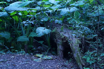 Paisaje en la pastora 1