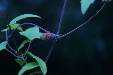 Insecto caminando con tonos rojos