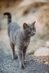 Naklejka na ściany i meble Beautiful grey short hair cat