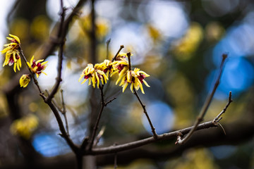 First spring flowers