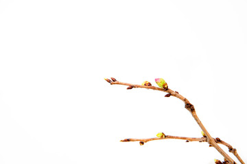 Blooming cherry branch isolated on white background