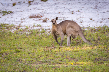 kangaroo in the grass