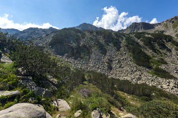 Fototapeta na wymiar Summer landscape of Pirin Mountain, Bulgaria