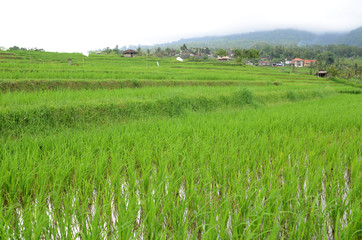 Obraz premium Jatiluwih rice terrace in Ubud, Bali