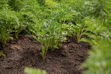 Sprouts of young carrots grow on a garden bed.