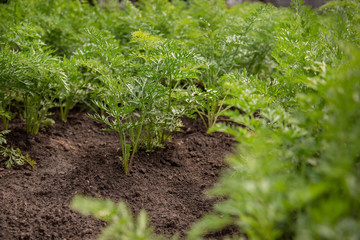 Sprouts of young carrots grow on a garden bed.
