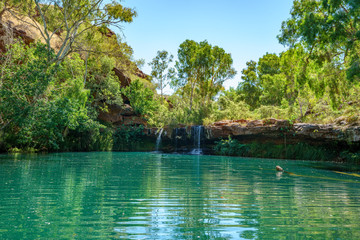 fern pool in dales gorge, karijini national park, western australia 3