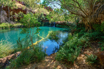 fern pool in dales gorge, karijini national park, western australia 5