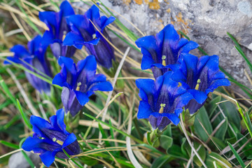 Clusius gentian blue flowers in closeup view, growing in a natural environment.