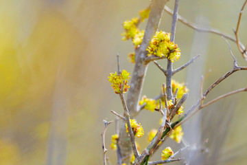 Yellow spring flower in nature shows plant in bloom.