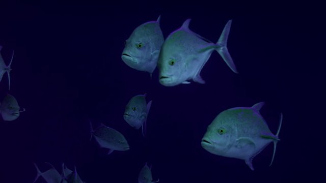 Portrait of the Bluefin trevally, Caranx melampygus, also known as the bluefin jack, bluefin kingfish, bluefinned crevalle, blue ulua, omilu or spotted trevally Maldives, Indian Ocean, slow motion