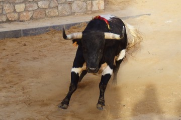 spanish bull
