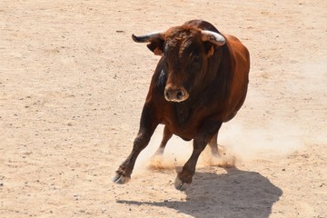 bull in the field