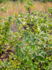 Black and juicy fresh blackcurrant berries growing on the plant.
