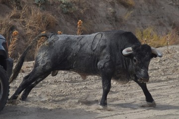 bull in the field