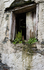Fototapeta premium broken window on the white wall, in abandoned house, with herbs and plants growing in the window sill.